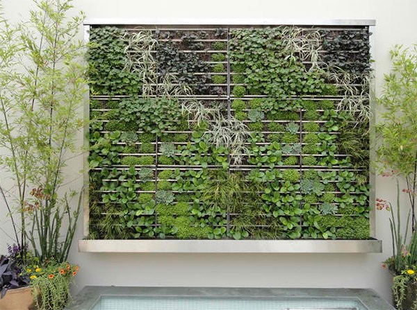 گیاهان مناسب برای دیوار سبز